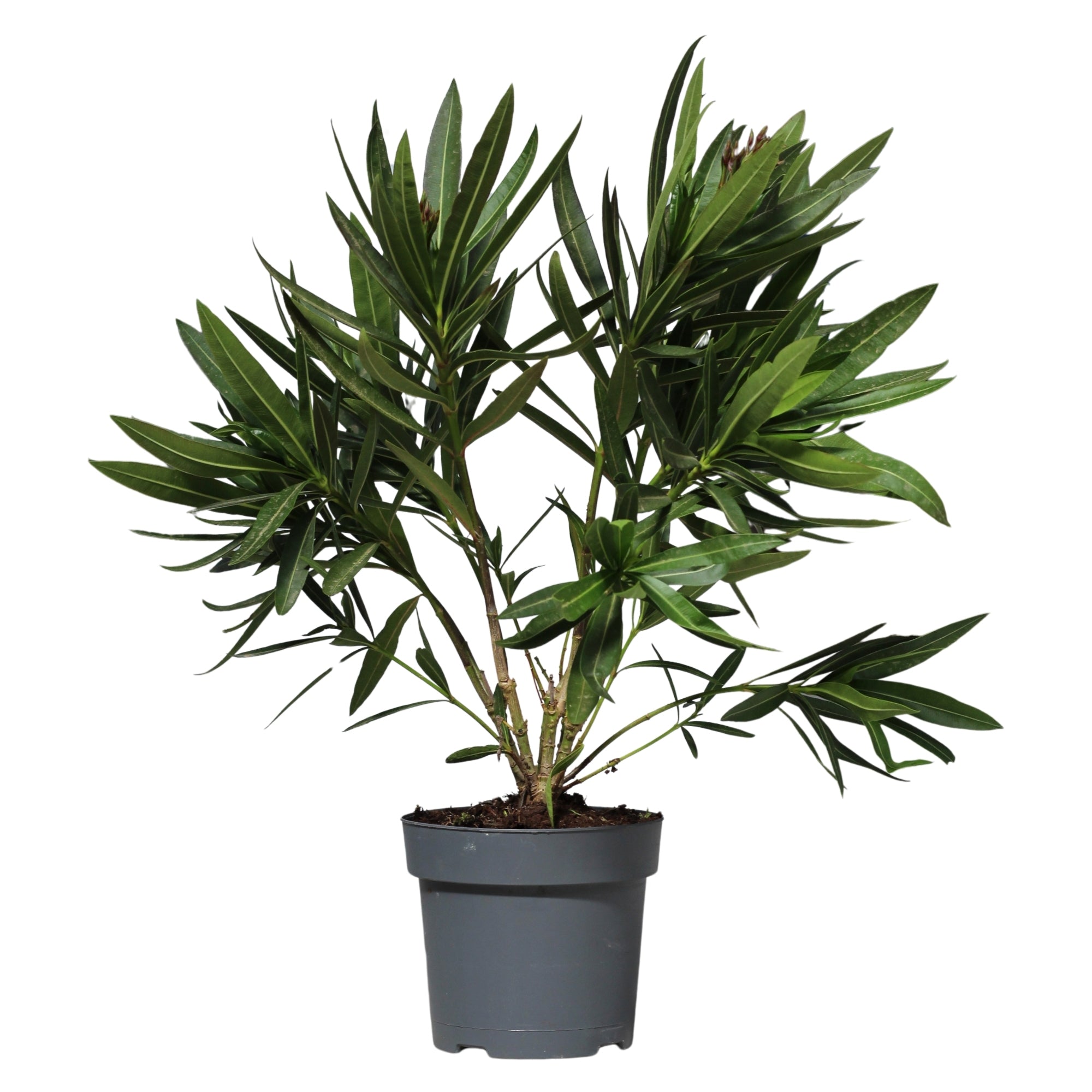 Nerium Oleander | Loendro